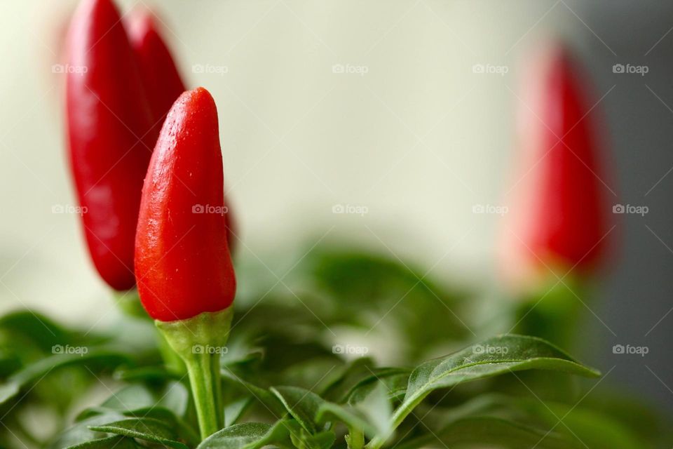 Red pepper plantation
