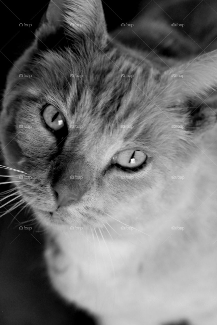 Farm Cat B&W