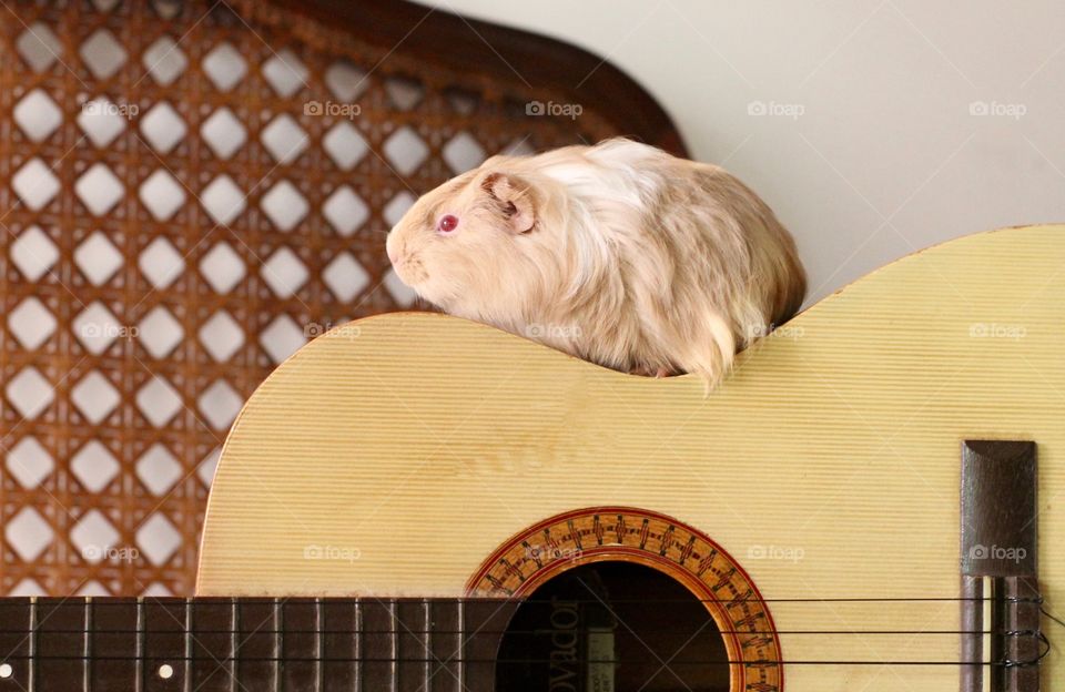 Guinea Pig 