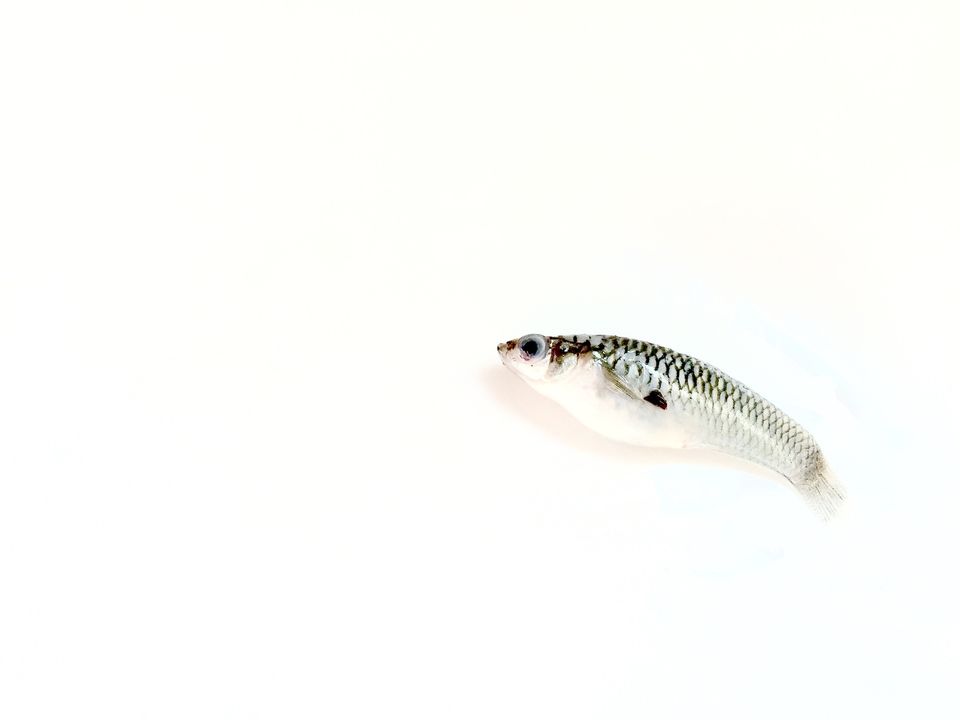Fish in white background