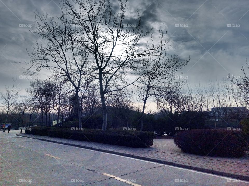 Tree, Road, Landscape, Wood, Weather