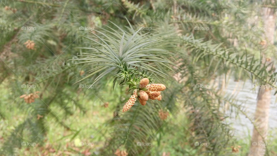 small pines. small pines