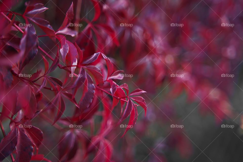 Red leaves of wild grapes