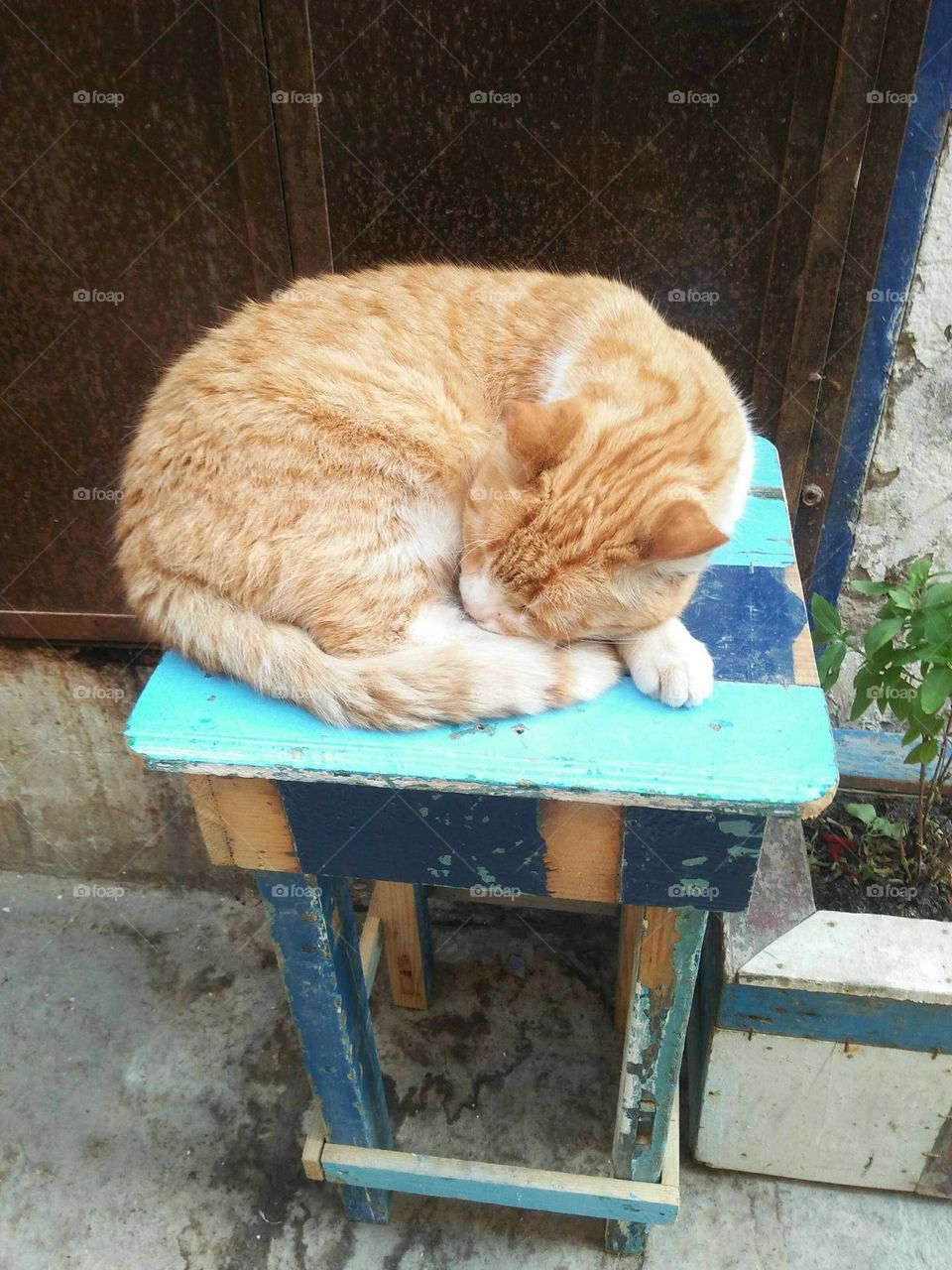 Beautiful sleepy cat on a chair.