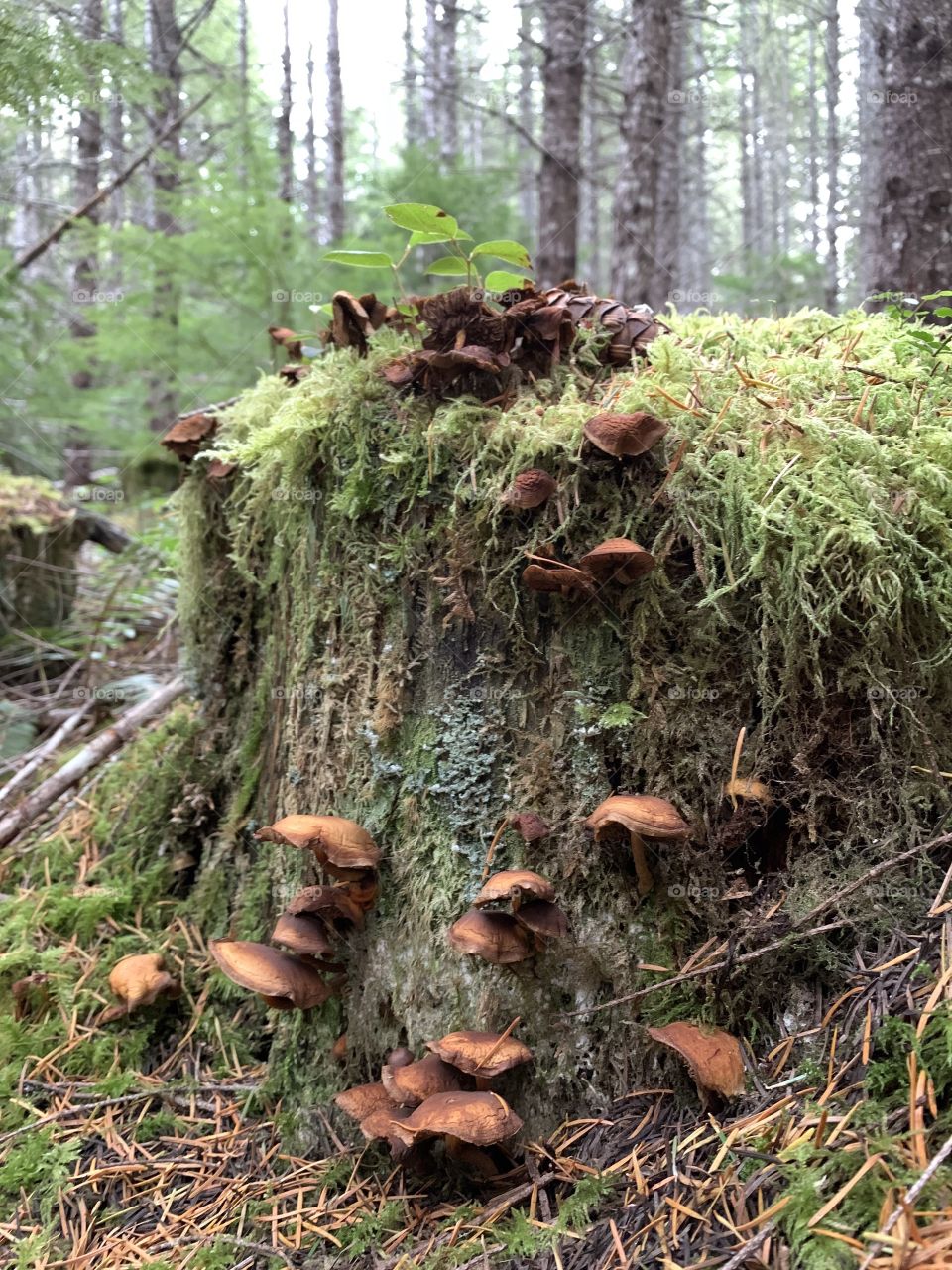 Mushroom stump
