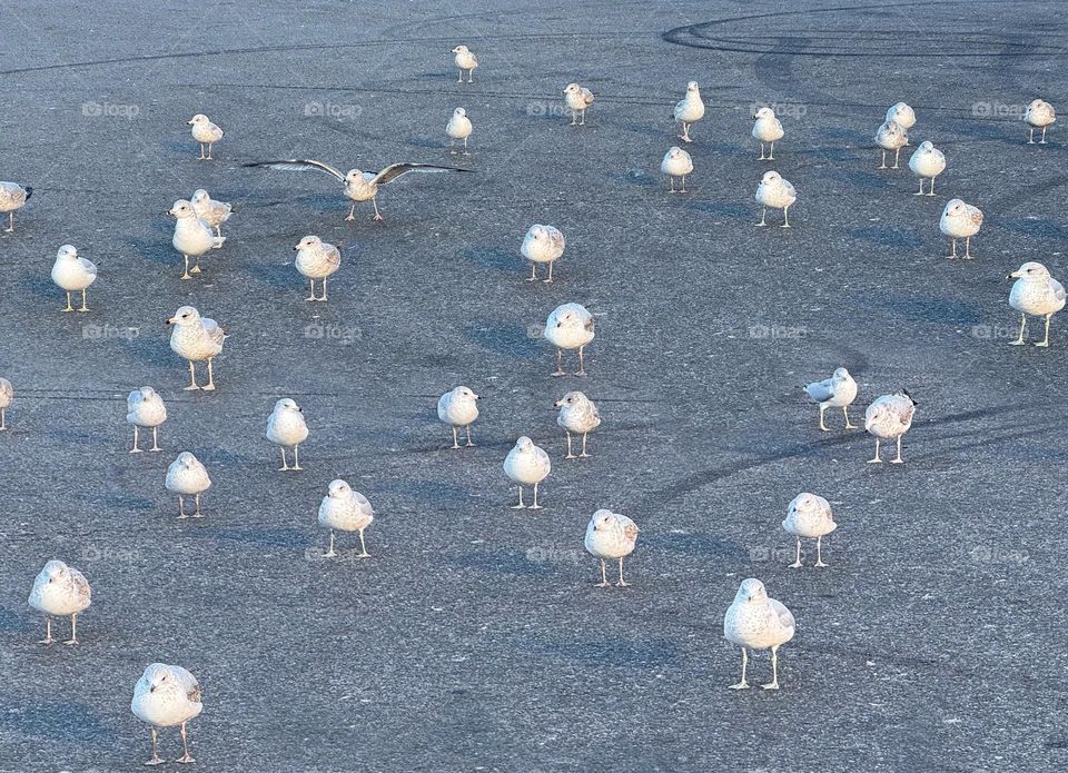 Seagulls standing around on an asphalt parking lot