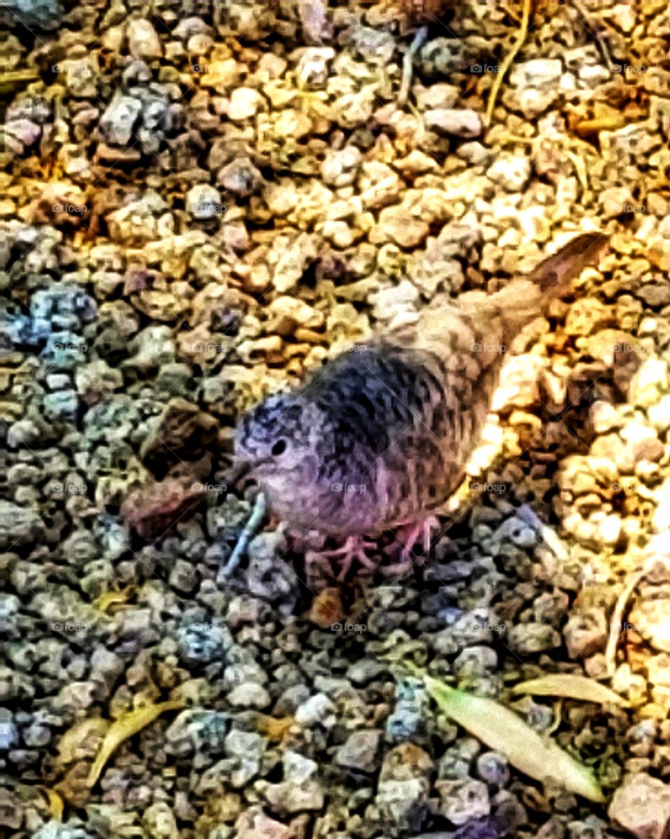 Mourning Dove fledgling  all but invisible in AZ. gravel