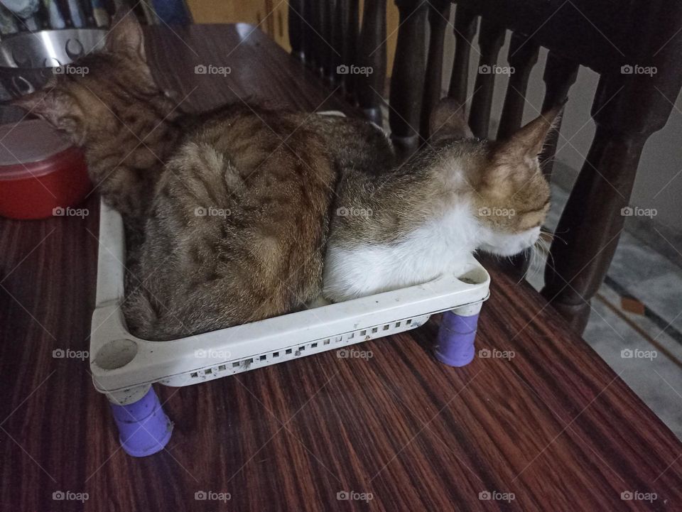 All are equals, but some are more than equals.