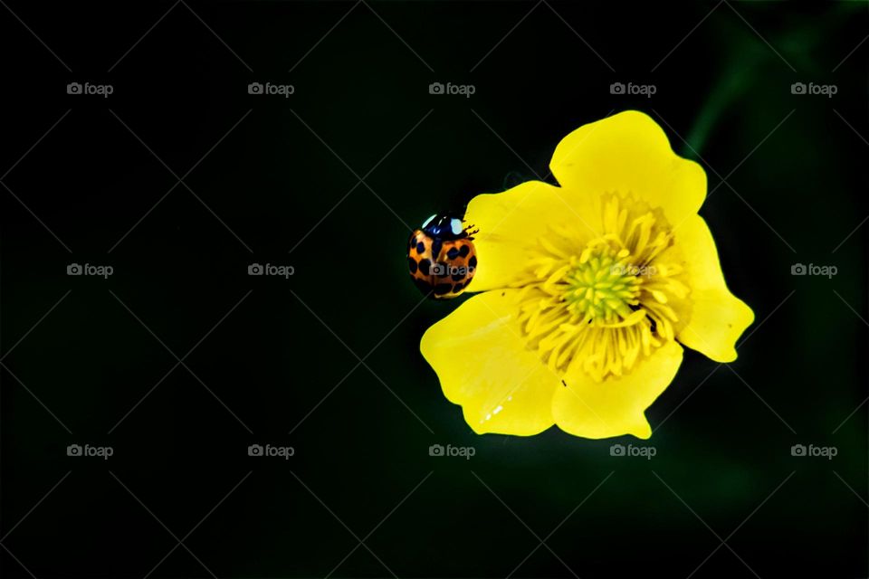 low key close up picture ladybug on bright yellow flower with black background