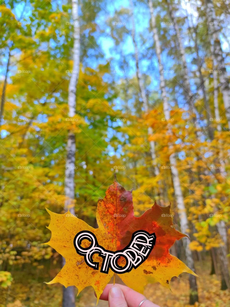 Autumn.  Red-yellow maple leaf with the inscription "October".  In the background, autumn birches with yellow foliage and blue sky