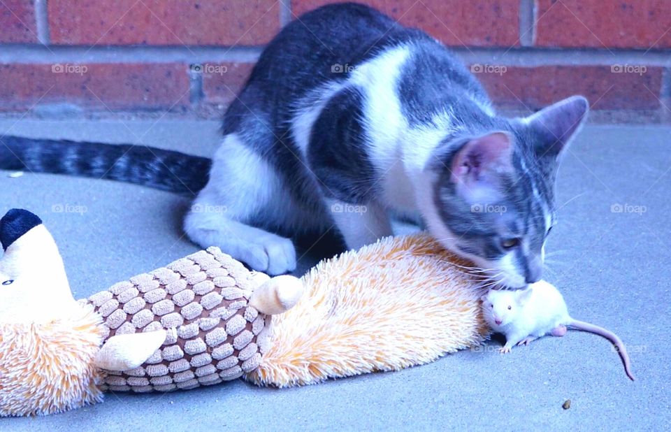 Mr. Gustav with mouse.