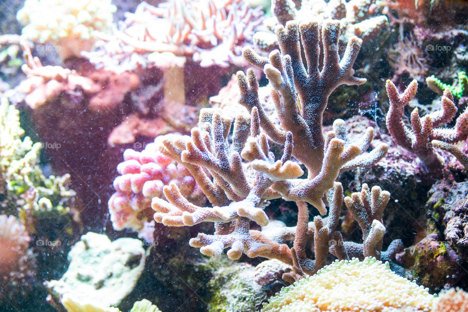 coral reef in aquarium