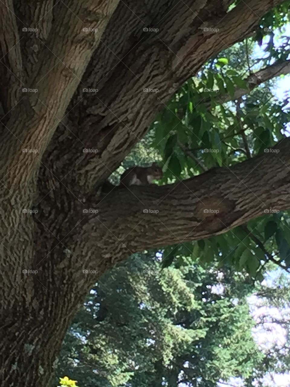 Squirrel hang out in the tree..