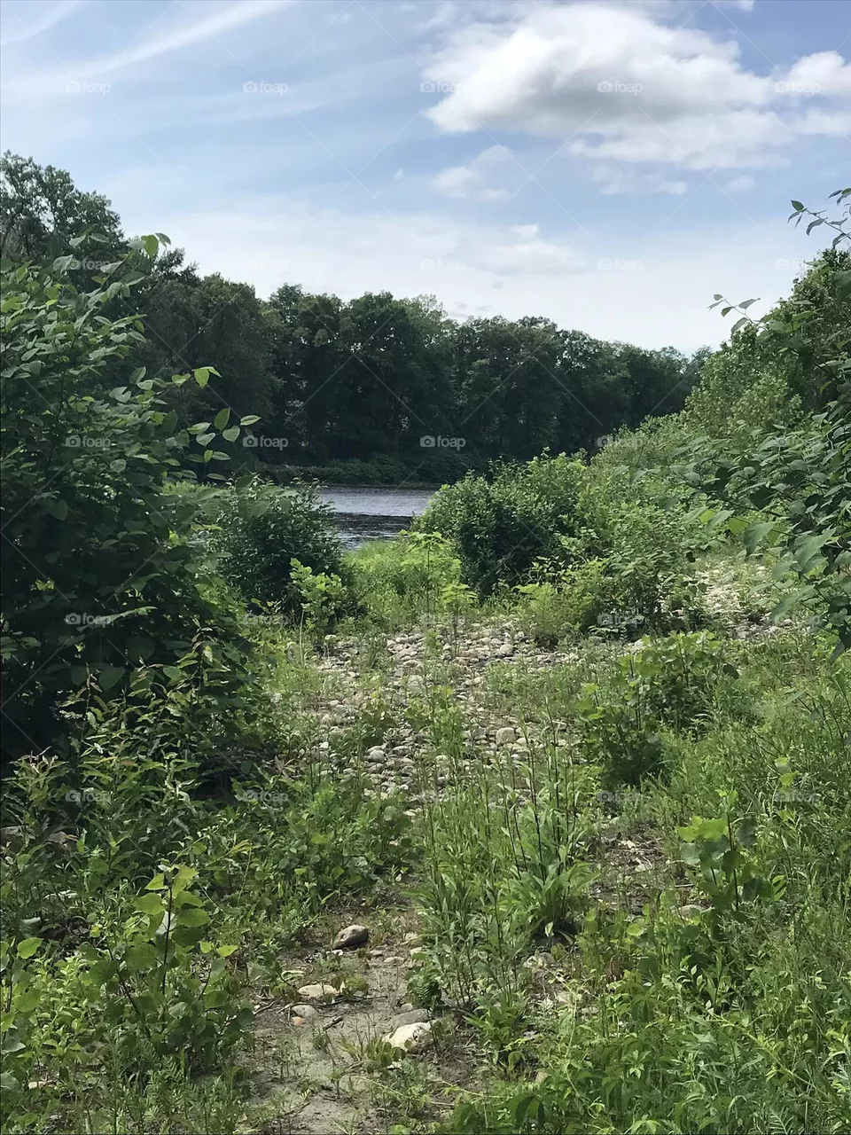 The River