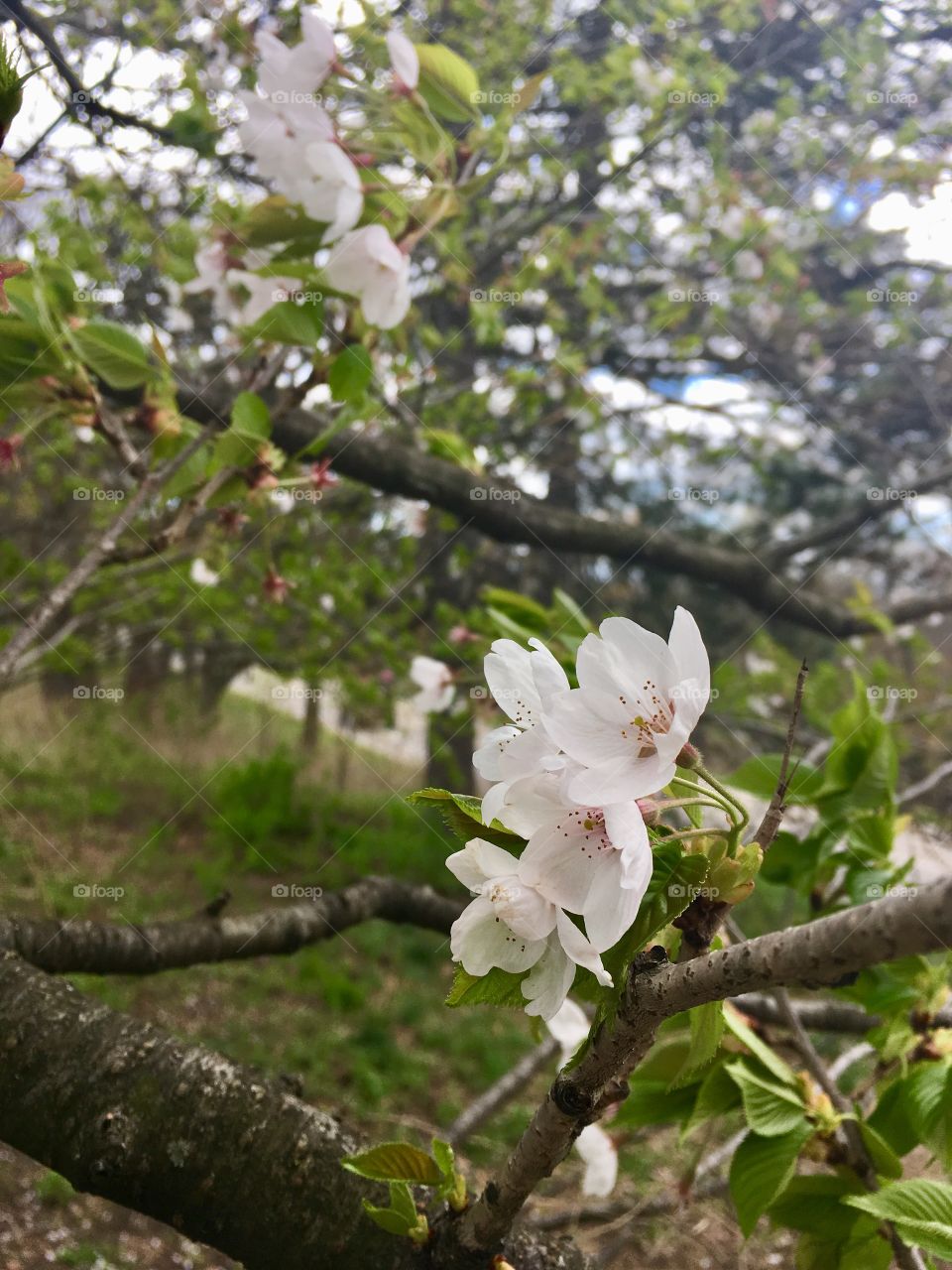 Cherry blossoms