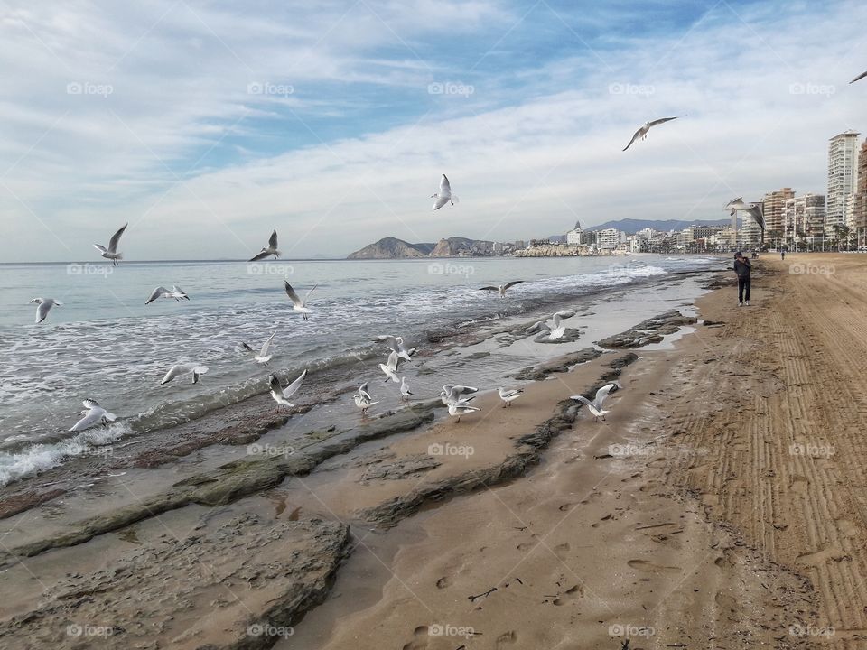 Seagulls on the seashore