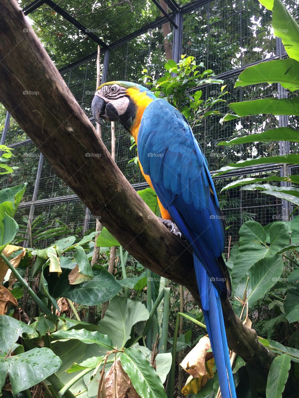Blue macaw at Cebu Safari 