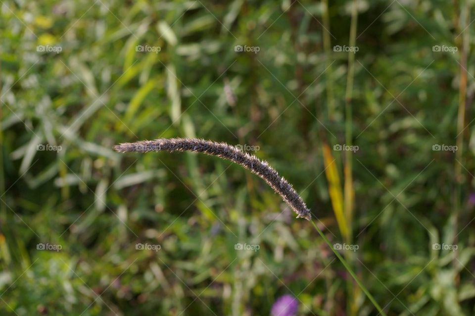 Blade of Grass