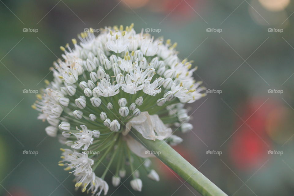 onion flower
