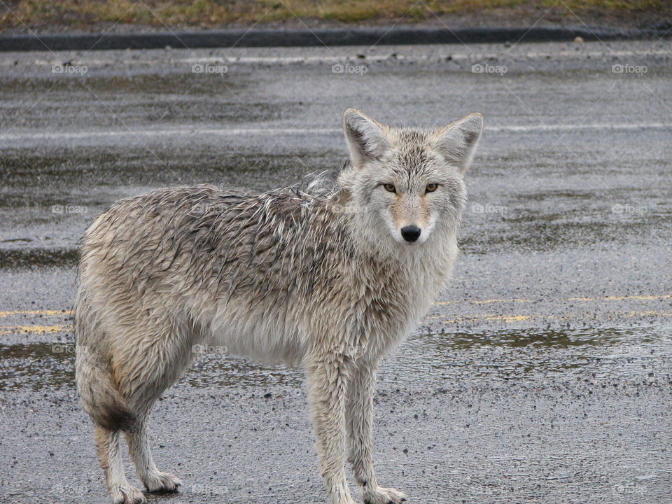 Coyote Joe. Yellowstone coyote 