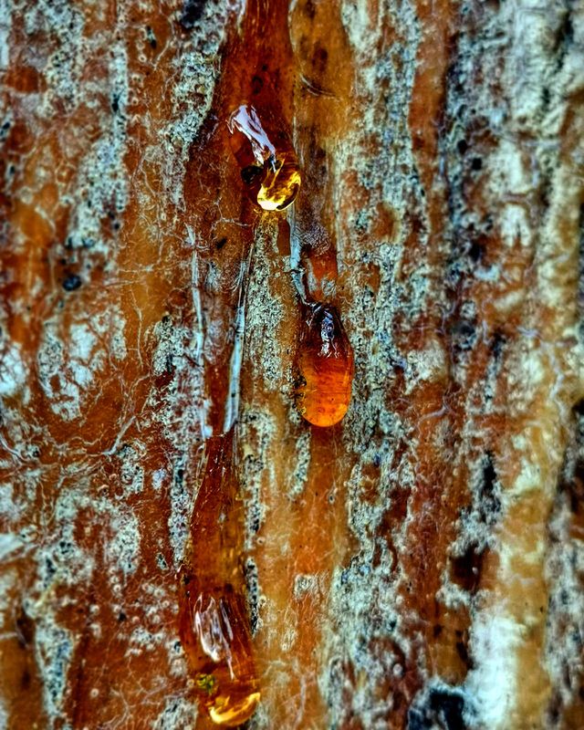 Tree tears