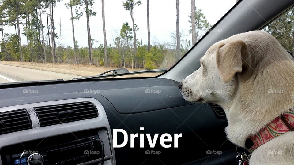 the driver