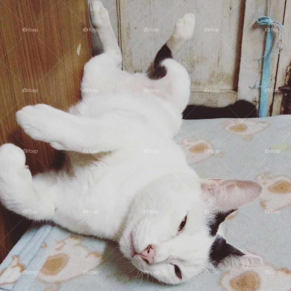 white cat sleeping on bed