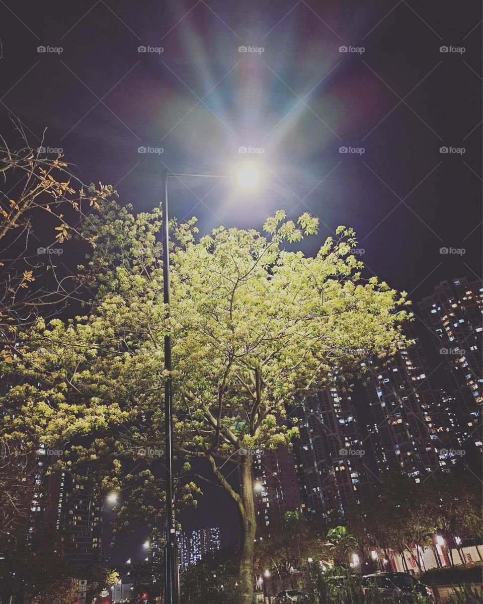 Nightwalk street lamp and trees in Hong Kong