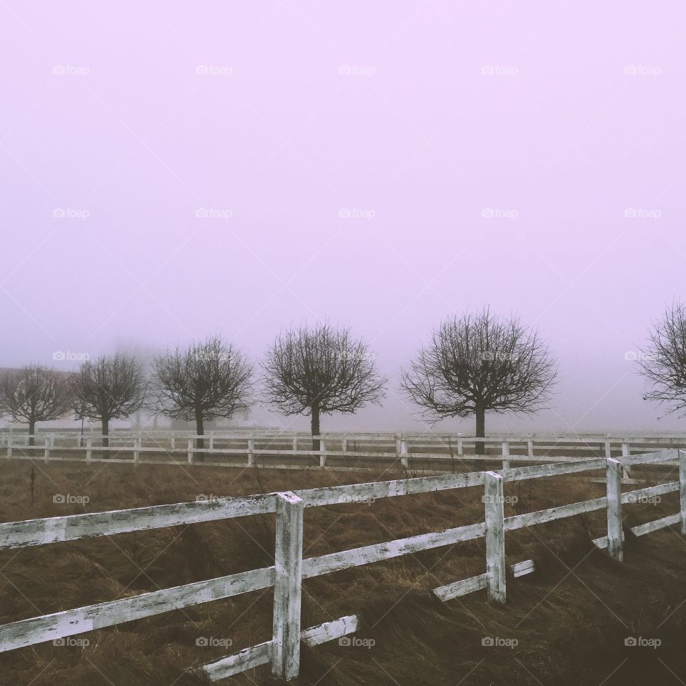 Trees in a line 