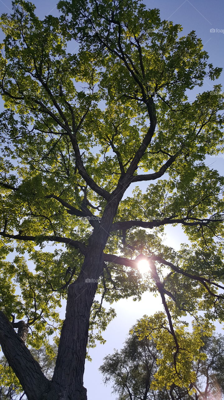 Sunlight through tree tops