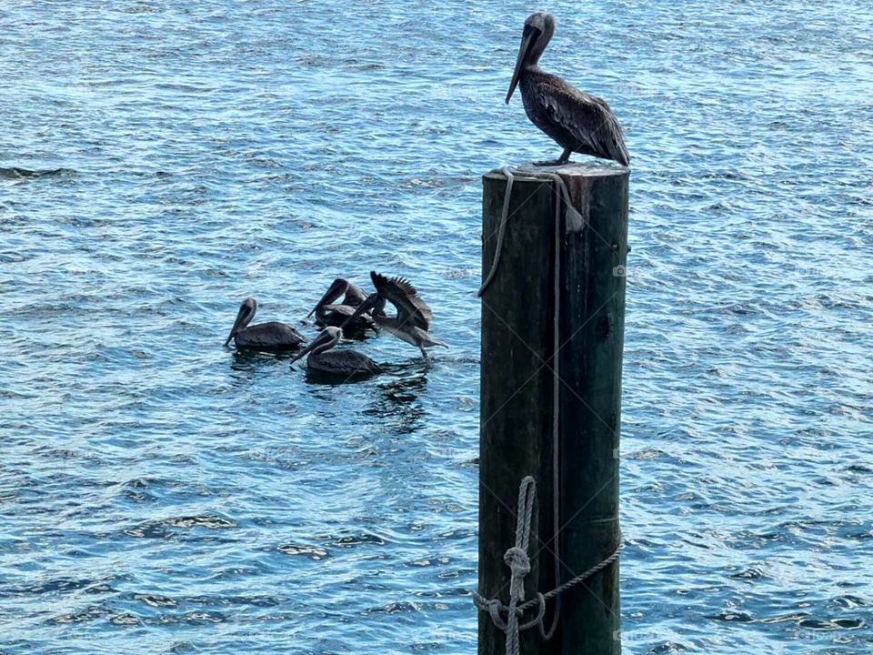 Sunbathing Pelicans