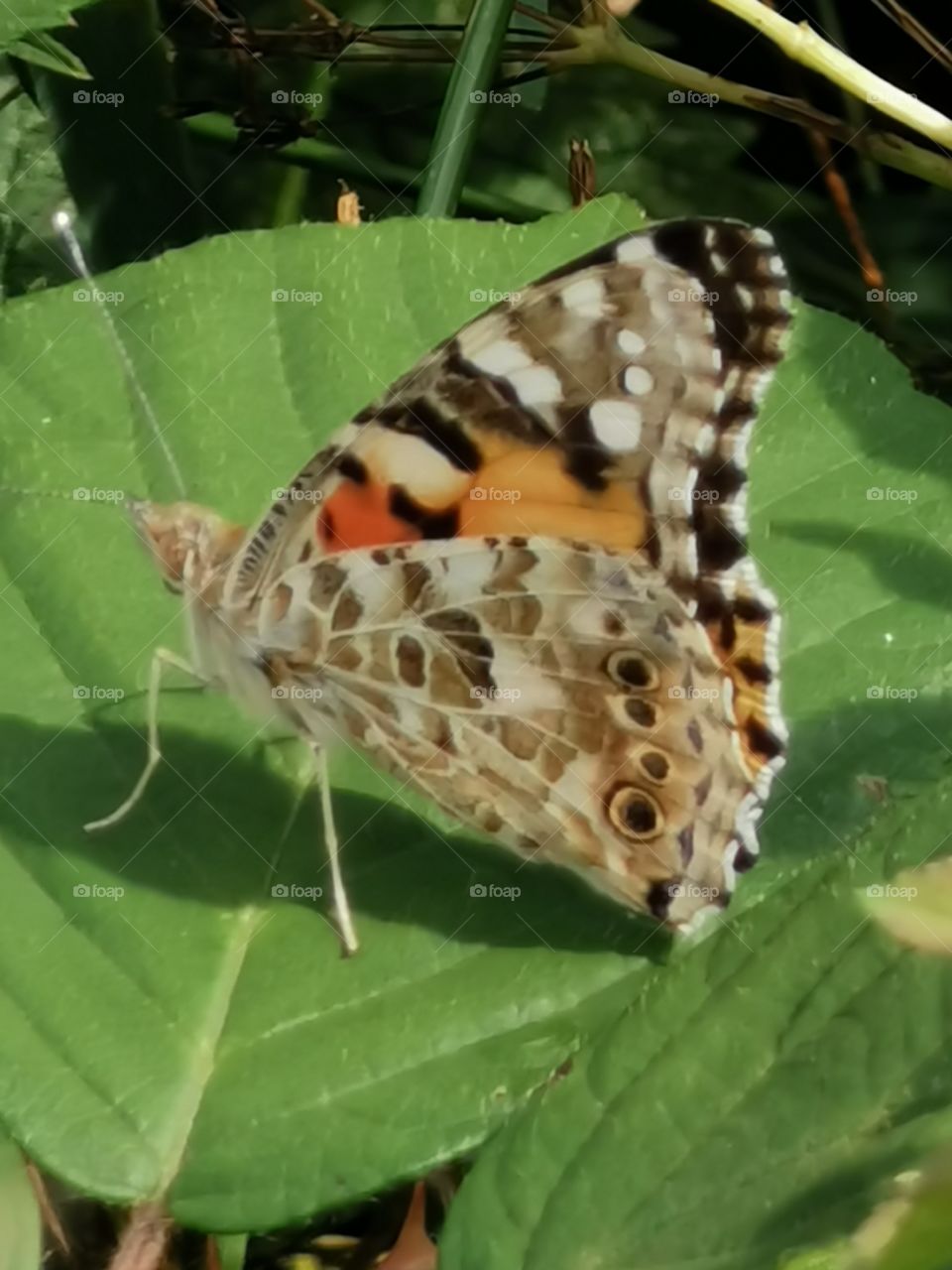 Butterfly. Painted lady