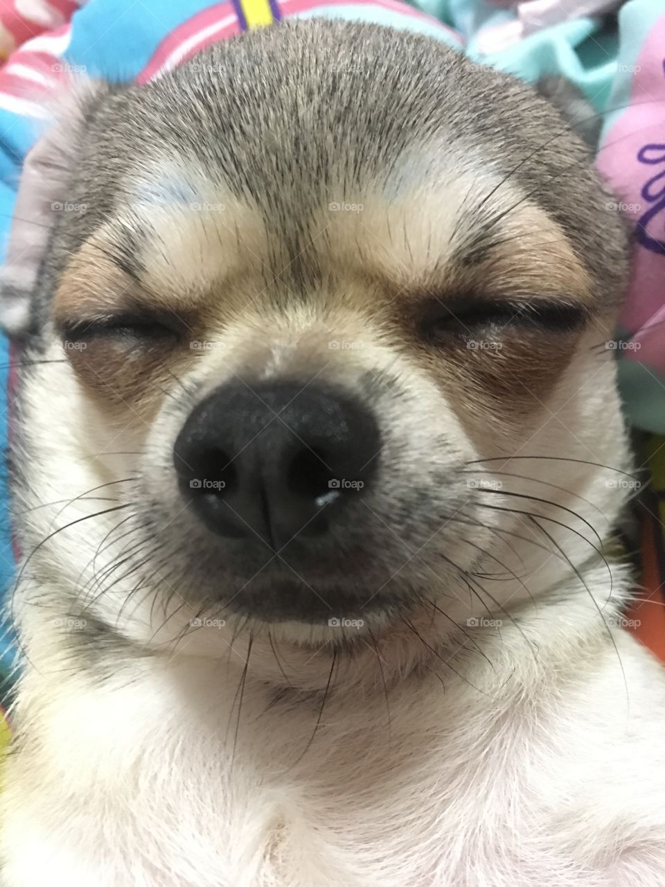 sleeping dog ( chihuahua)