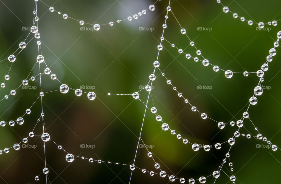 Drops on a spiderweb