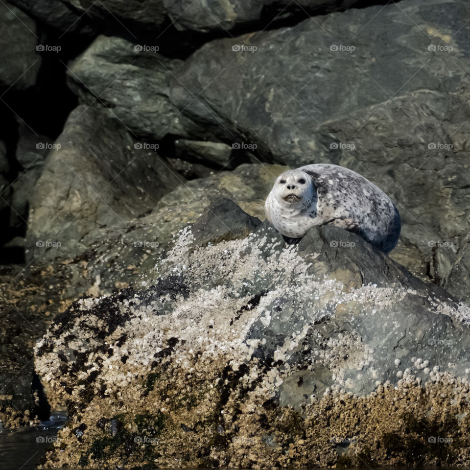 Harbor seal looking puffy
