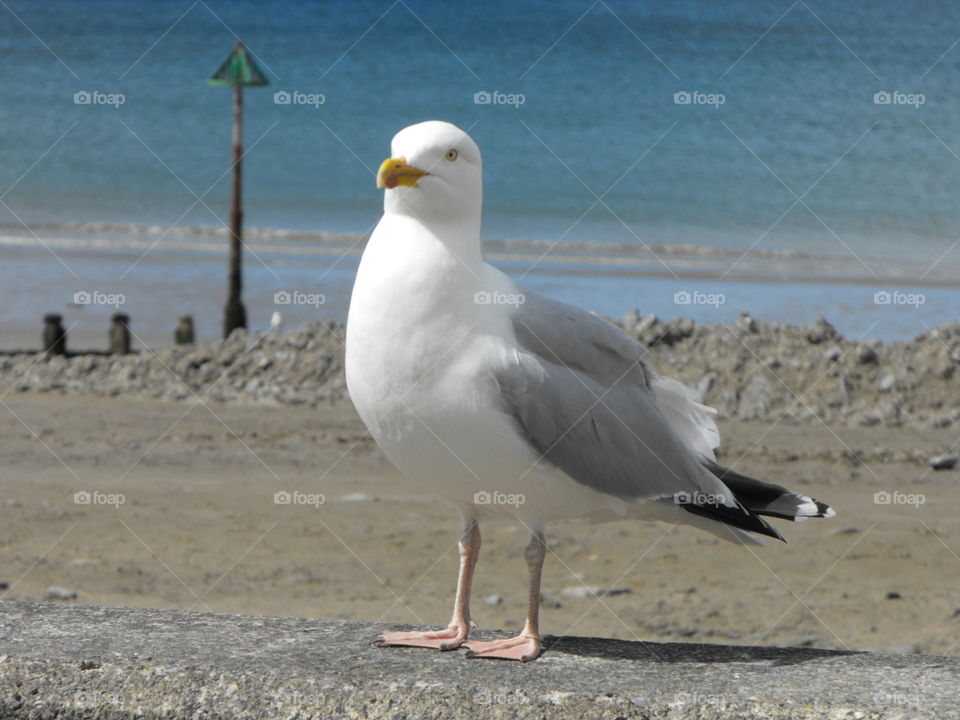 A Seagull on a beach in Wales, UK