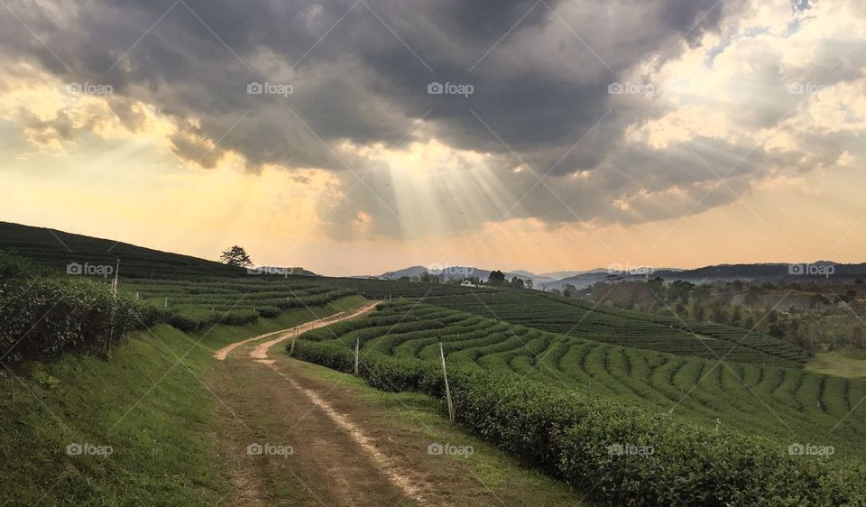 Chiang Rai/Thailand-Chui Fong Tea Plantation