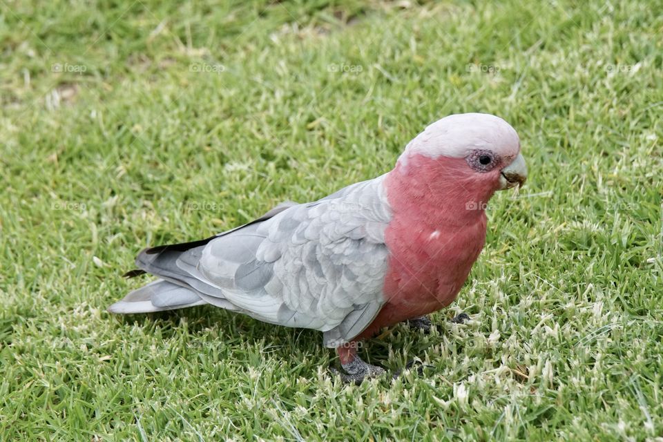 Galah