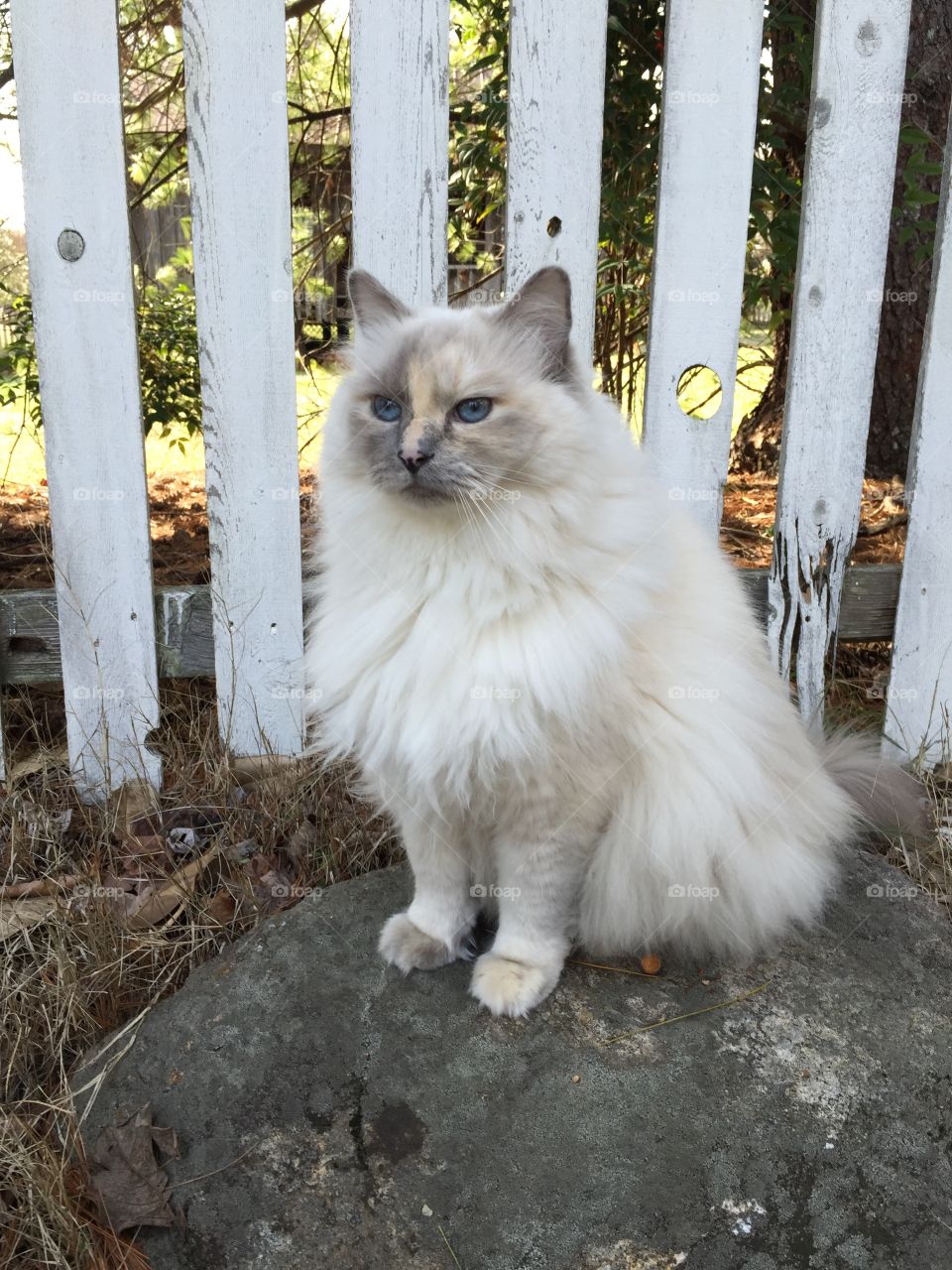 Ragdoll cat sitting on a rock