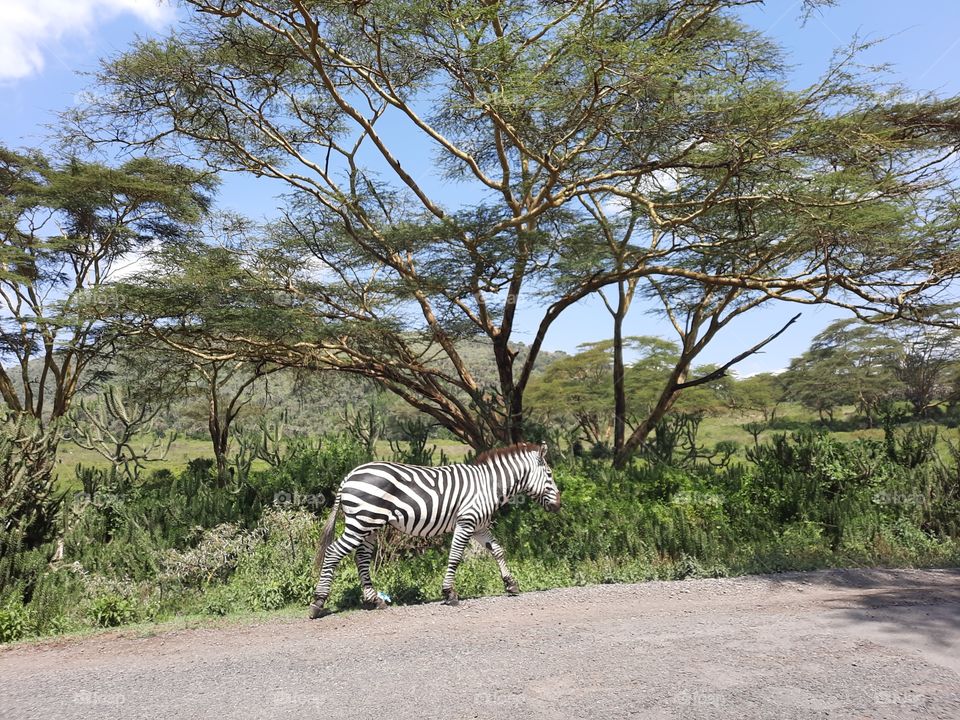 Zebra crossing