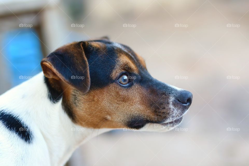 Brazilian Terrier "Fox Paulistinha"