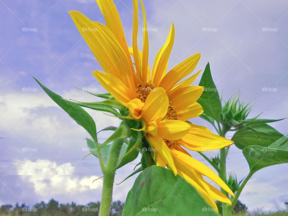 Sunflower Side View