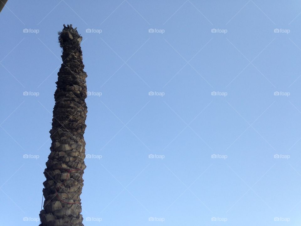 Tree without head 
rarely tree