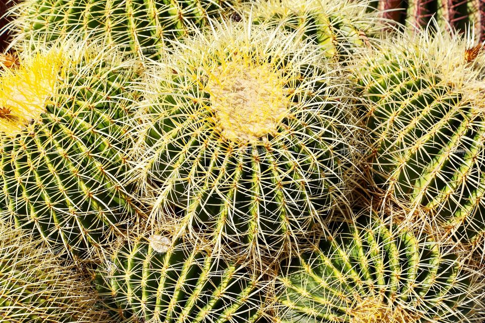 Cactus with round shape - Barrel cactus in Gran Canaria, Spain, Europe