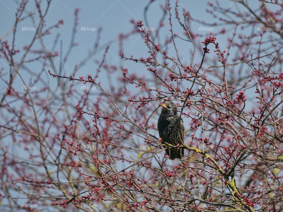 Starling perching on twigs