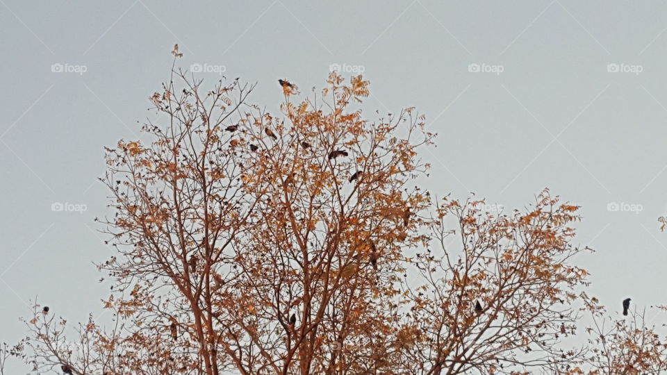 autumn leaves with crows