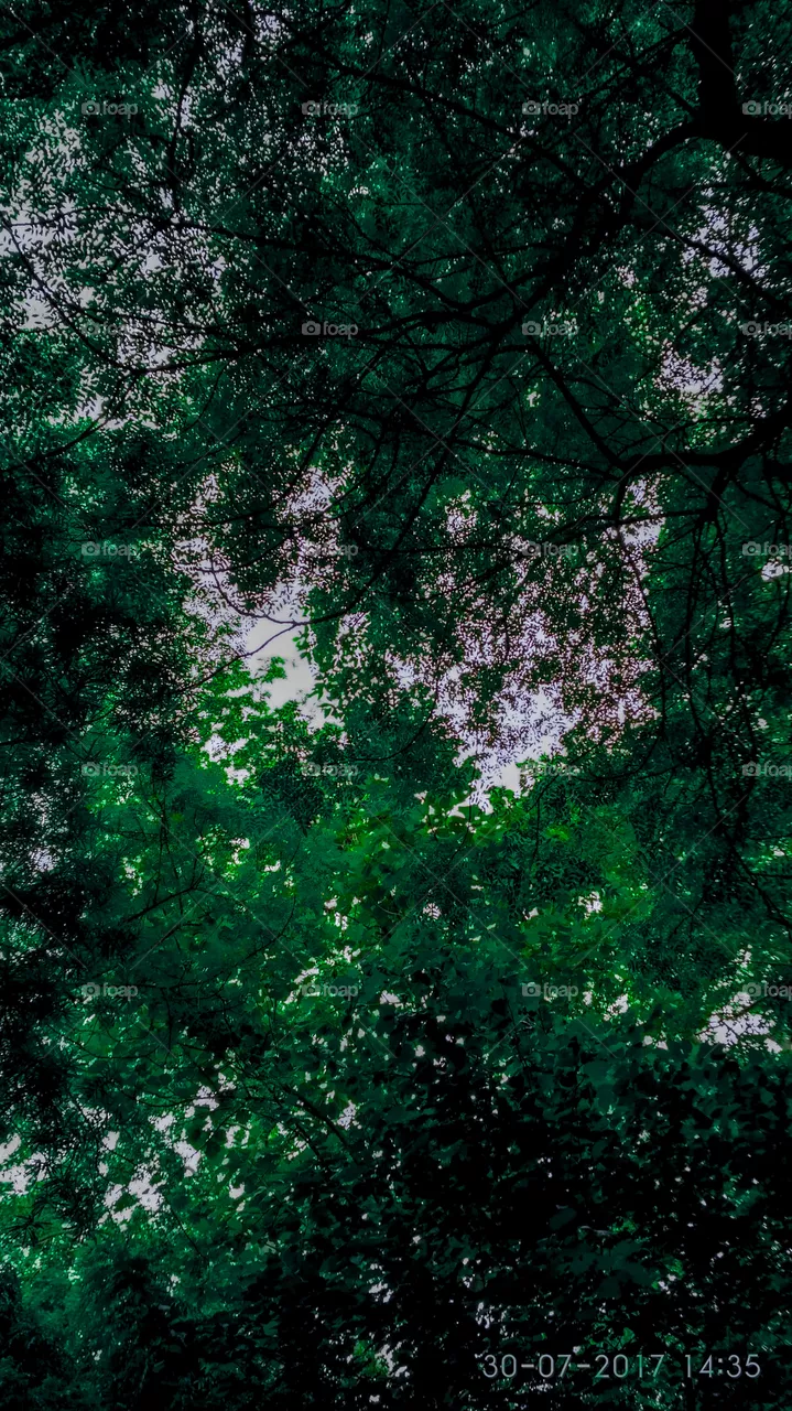 Trees