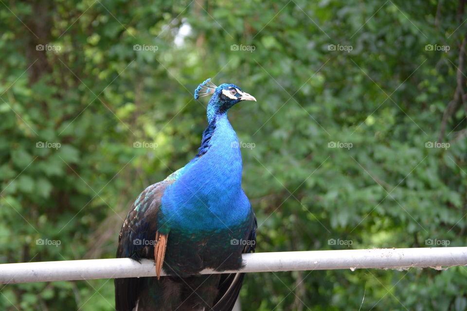Peacock