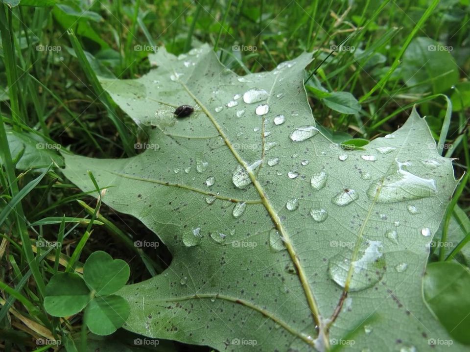 Leaf with rain drops 
