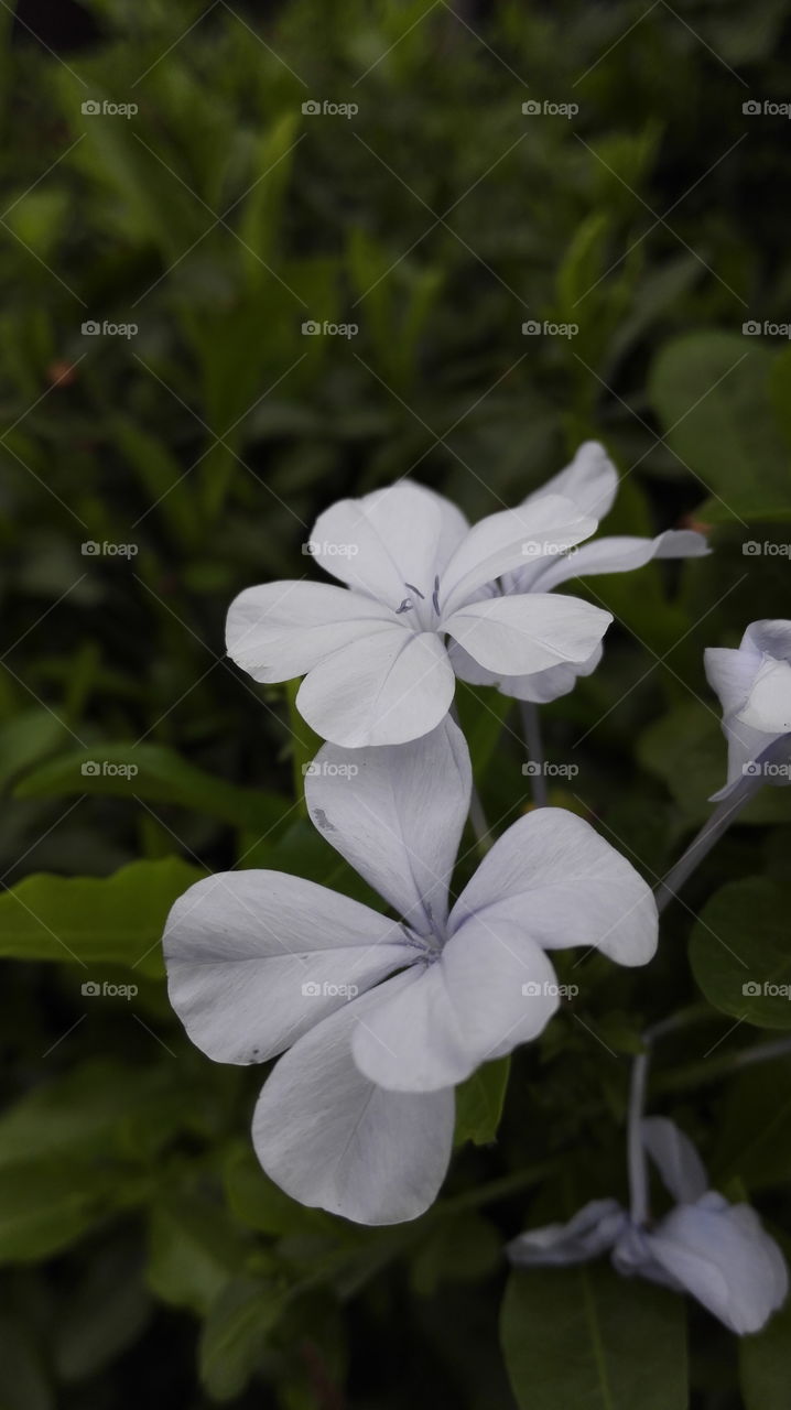 Blue flowers. Pics on the way to store!